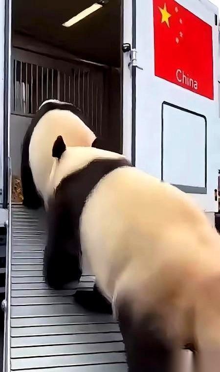 我跟你说，就今天东京街头那场面，不知道的还以为是哪个天皇巨星驾崩了。一辆贴着五