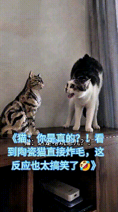 这只猫咪看见陶瓷假猫的反应，真是给我逗得不行。在它眼里，家里地盘只能自己说了算