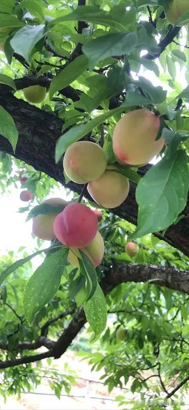 古人：两餐一宿日出而起日落而息阴阳循环日月轮转生生不息