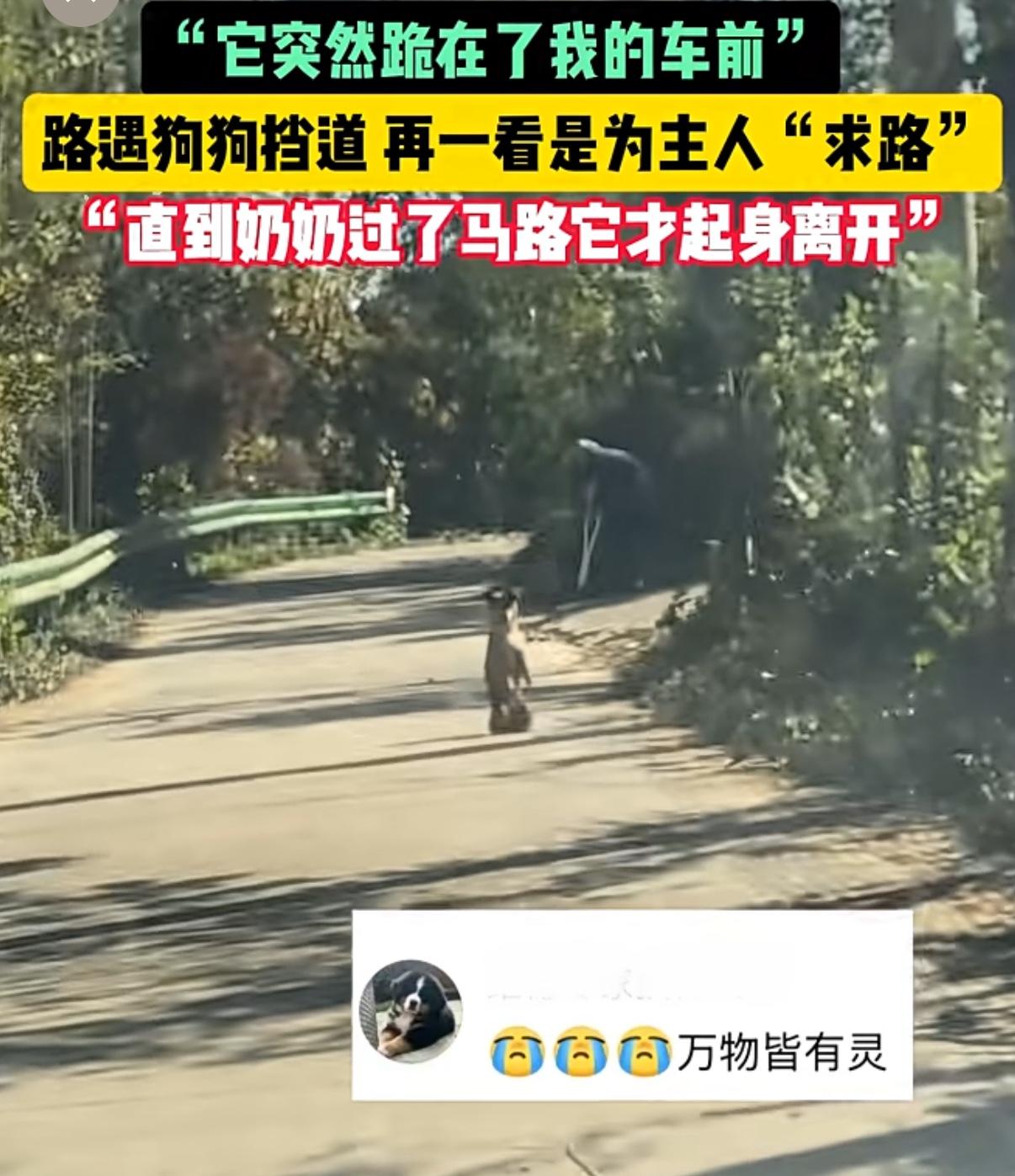 看哭了…安徽，一对夫妻开车回家时路过乡村小道，前方突然出现一条狗狗挡路，还时不