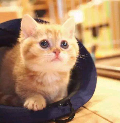 邻居家喂了一只猫，没事总来我家转悠。猫是只橘黄色的，体型中等。它总是赖在院