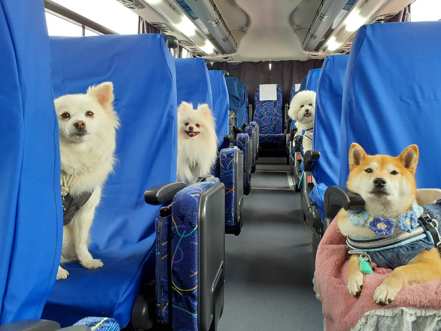 狗狗旅游巴士！