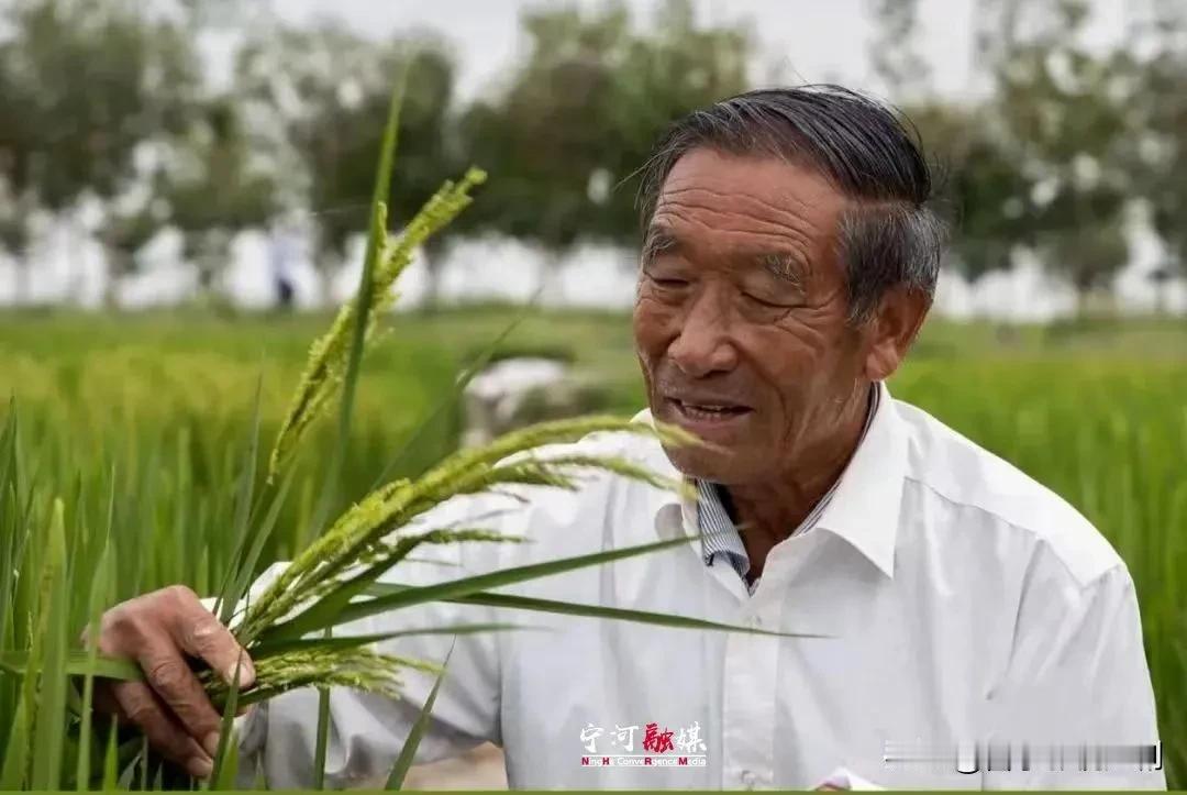 天津宁河82岁的谷守贤，大半辈子都没离开稻田，退休二十多年还天天往田里跑，像上班