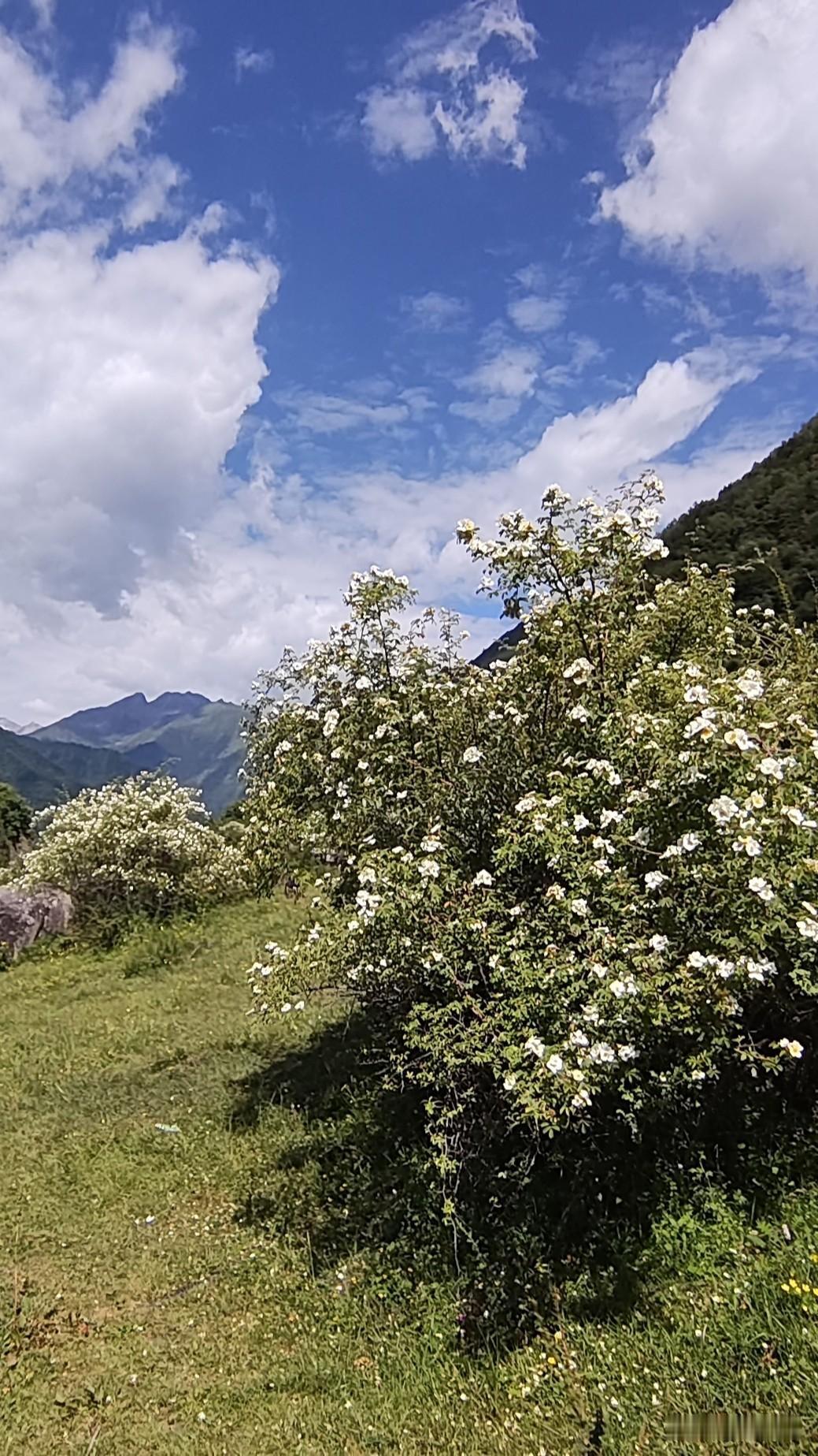 感受阿坝州理县孟屯河谷清爽透凉的气候，感受蓝天白云高山草甸不一样的风光，这一趟避