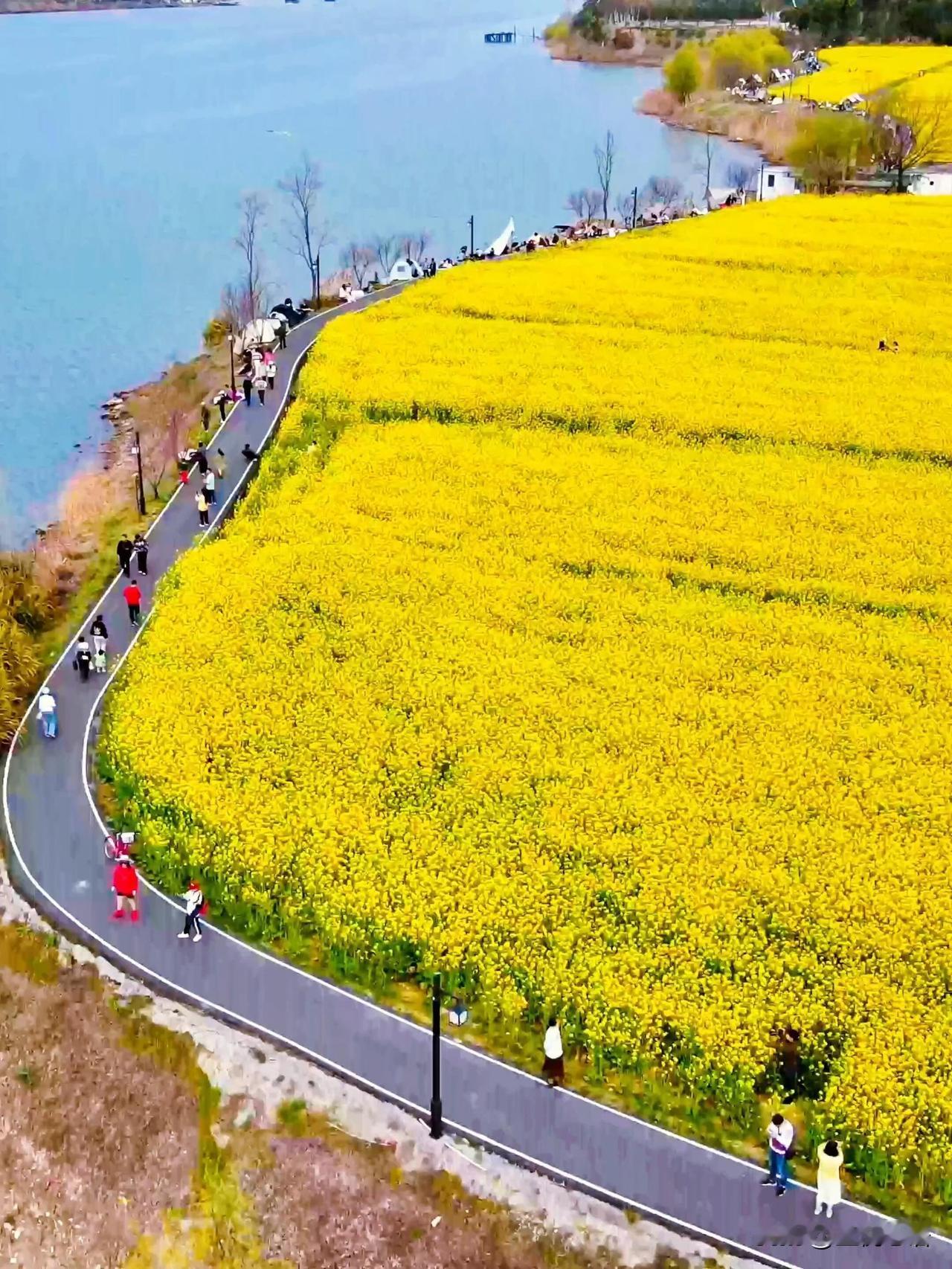 家人们，看油菜花真不用跑远！杭州富春江的花海三月就开好了，从市区自驾游不到1小时