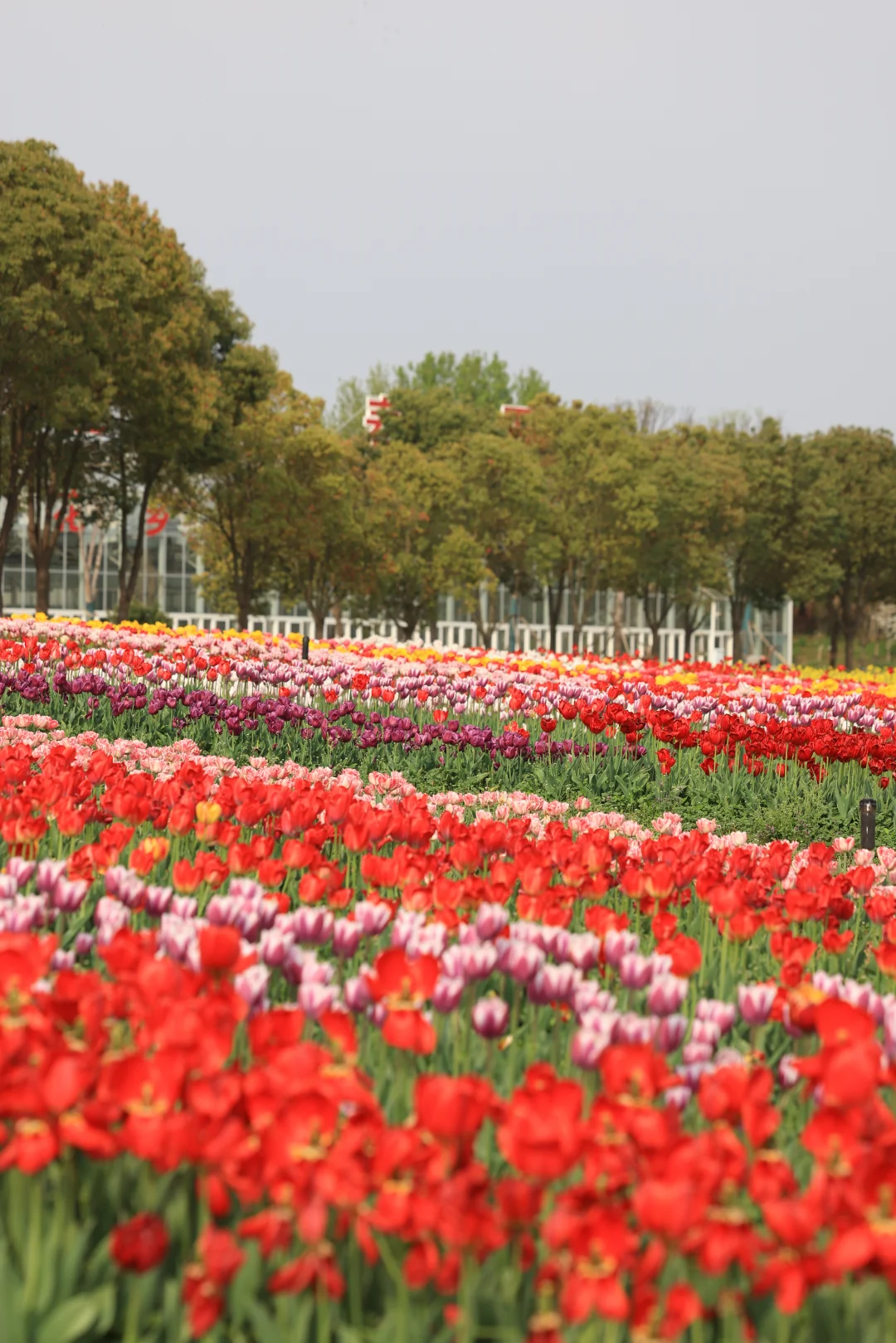 武汉1.5h直达！这片郁金香花海藏不住了🌸
