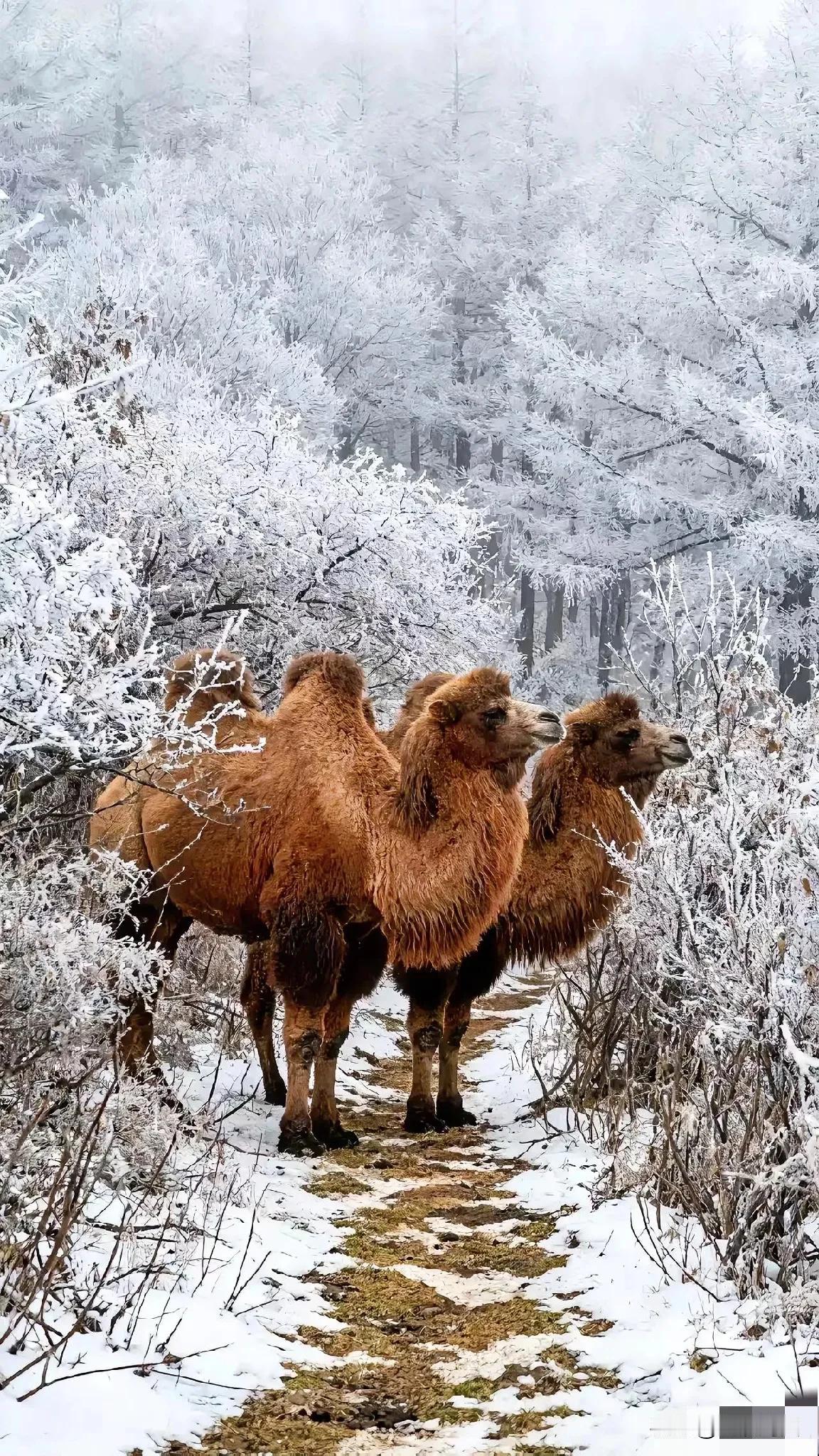 雪地中的骆驼群极具画面感，静谧而又美丽。广袤的白色雪地上，一群骆驼缓缓前行，驼