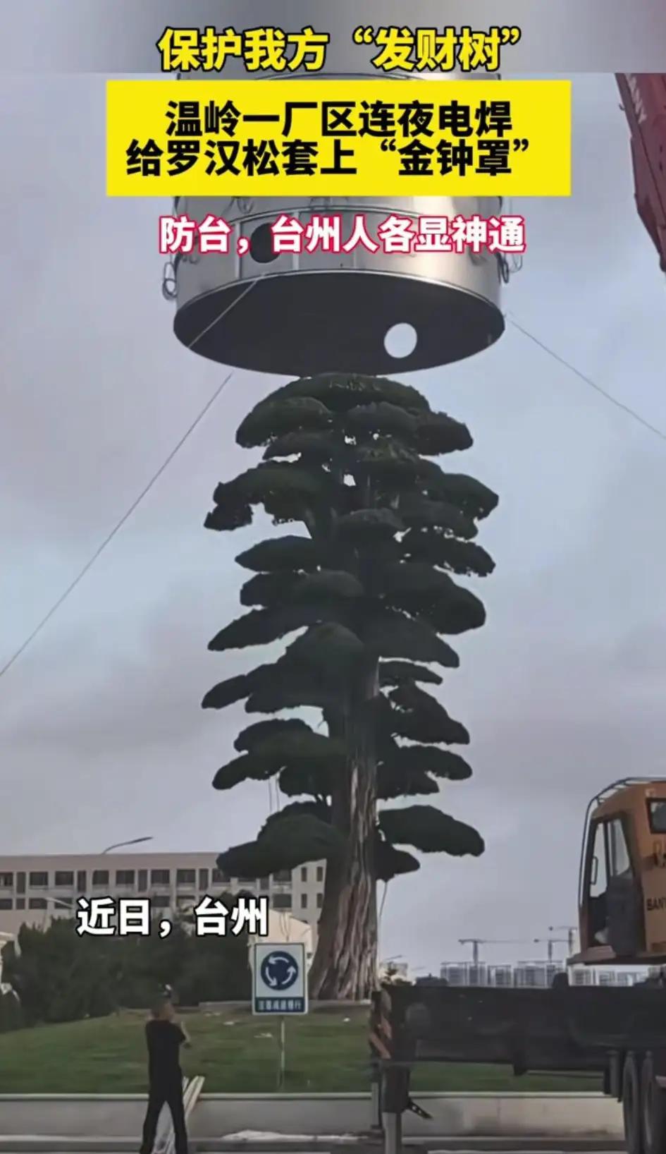 浙江台州这波连夜给罗汉松套保护罩的操作太暖心了。罗汉松这玩意儿，在城市绿化里那可