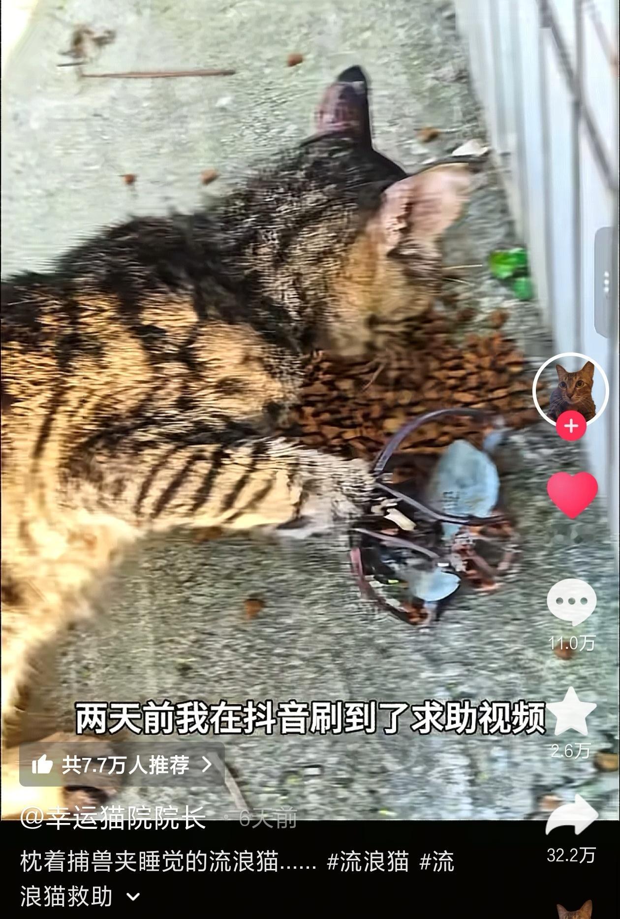 你们有没有刷到这只叫香菇的流浪猫，右前爪被捕兽夹夹成了白骨，简直看一眼就要流泪。