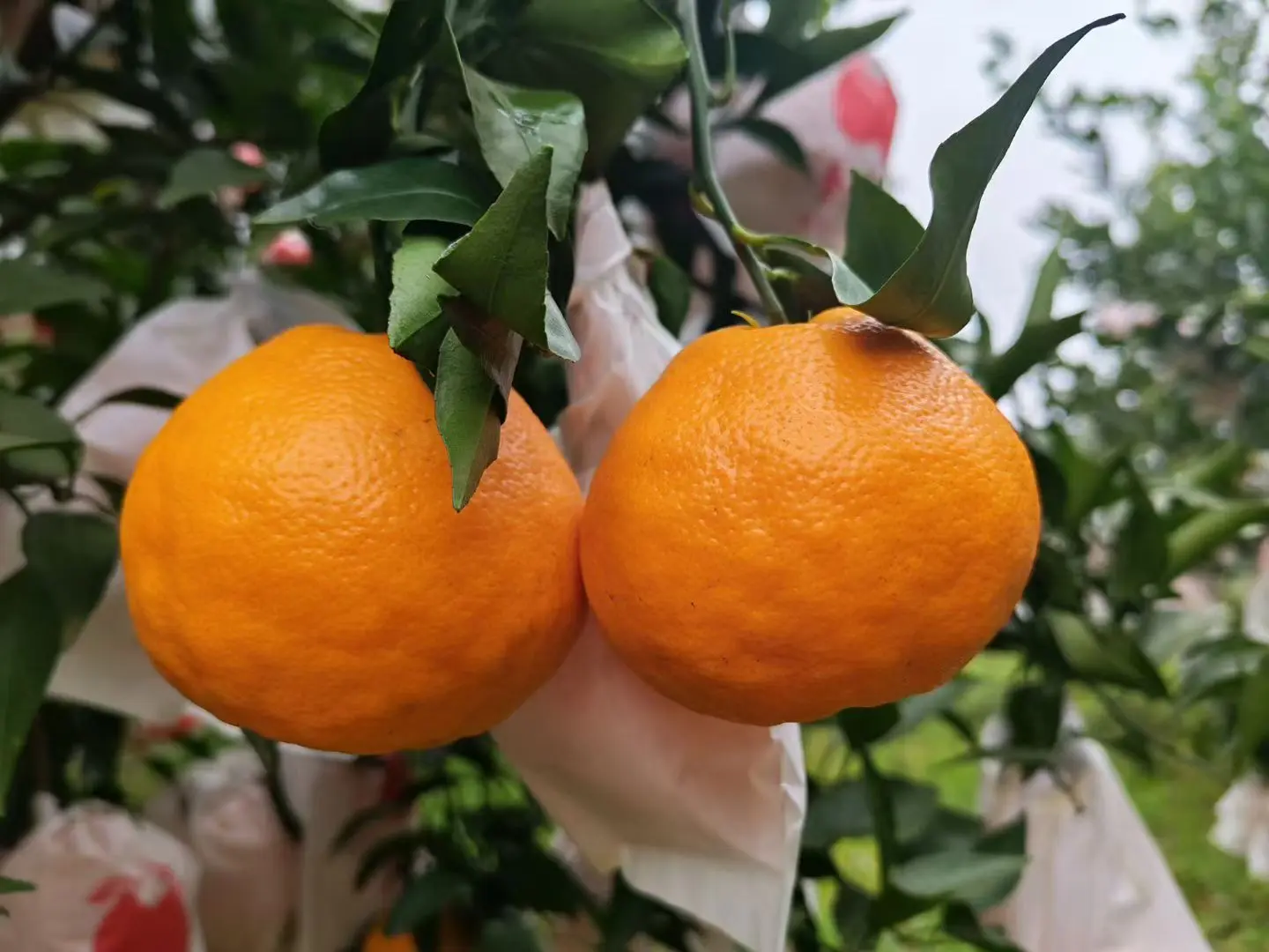 耙耙柑自然成熟，不催红，不打蜡，不打糖，无任何科技的绿色水果，无论自己...