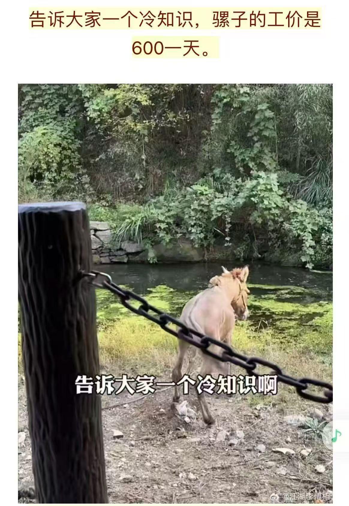 告诉大家一个冷知识，骡子的工价是600一天。