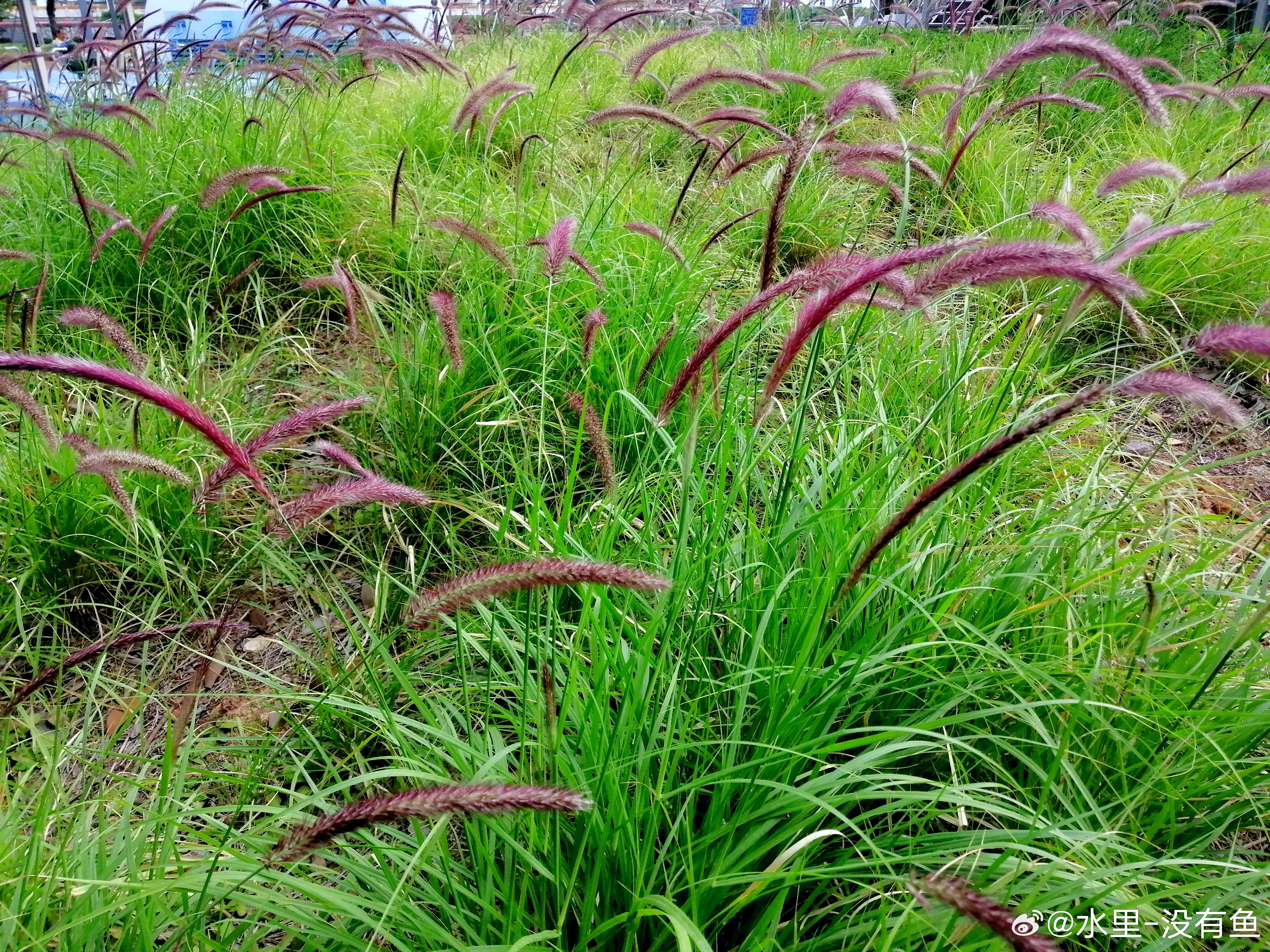 生活手记狼尾草好难拍的好看呀，求高手支招手机摄影