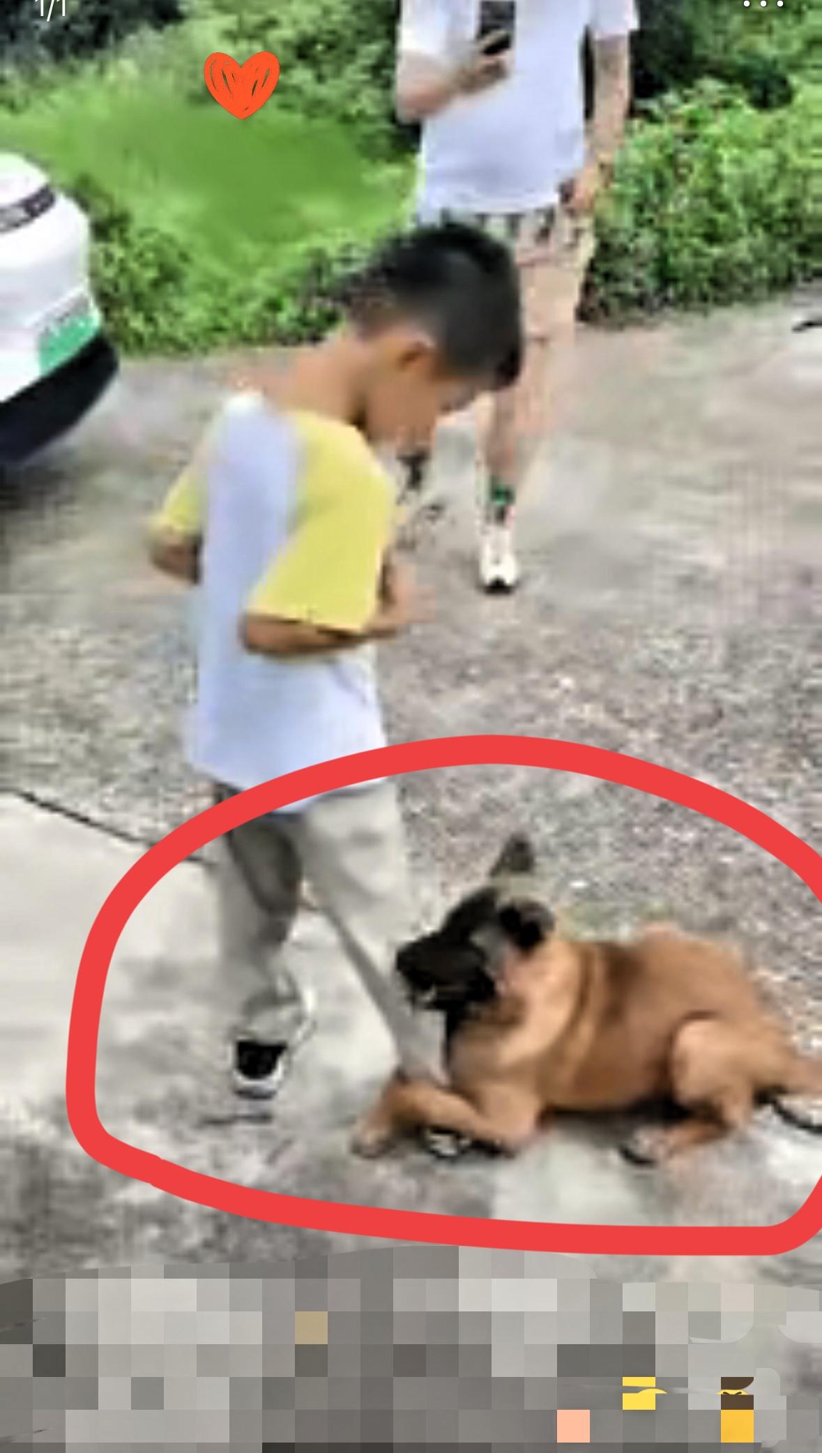 一家人外出旅游,小男孩随手给饿得缩成一团的流浪狗递了根火腿肠,哪成想小狗吃完火腿