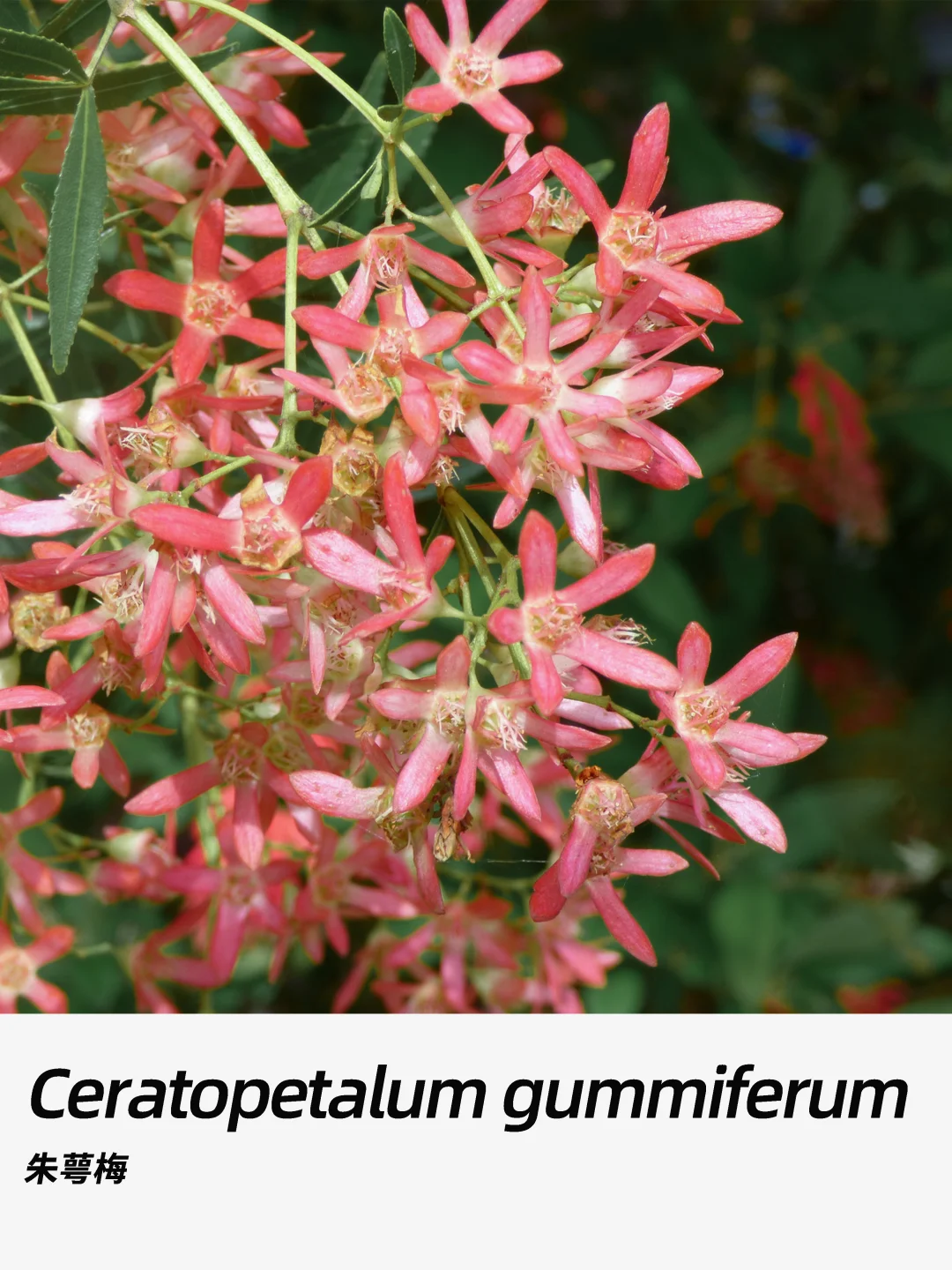 带你每天认识一种花材420｜朱萼梅