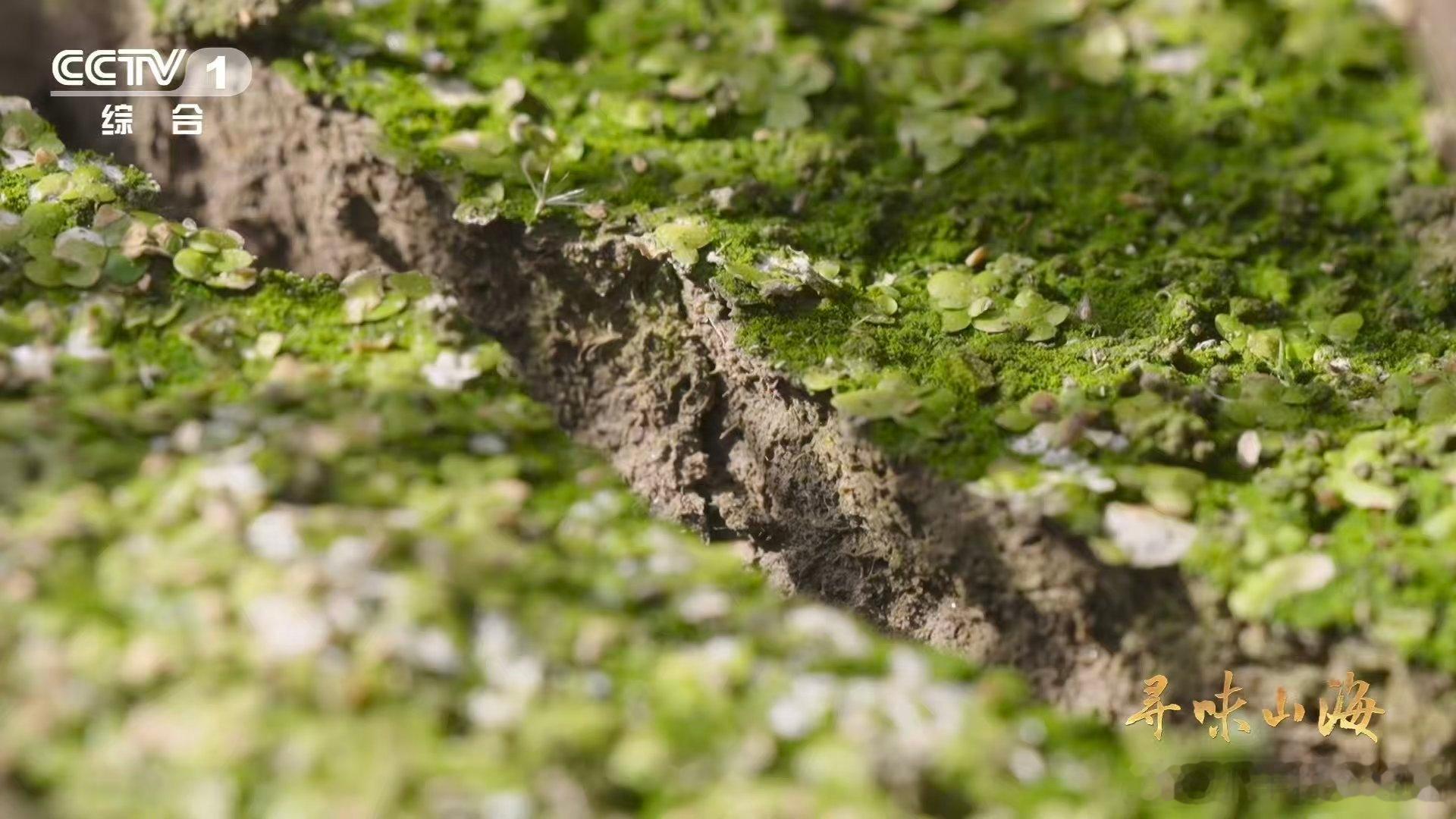 名字带马的水果你吃过吗爱吃这个马蹄！就是弄的时候很麻烦嘞，这个拿来煲汤也真的很鲜