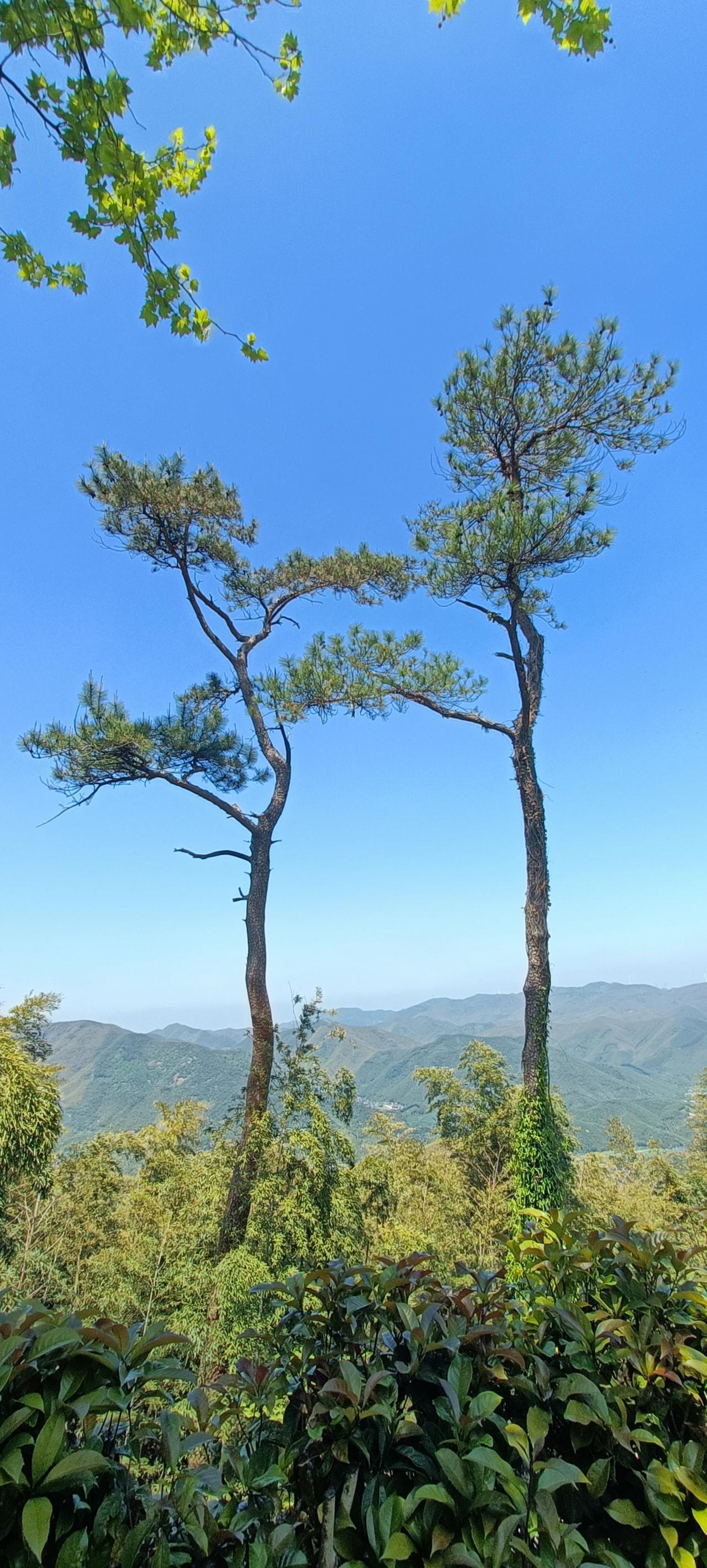 “山间两棵树，静享自然美”🌳🍃上联:高山树斜影，下联:清风云自闲。