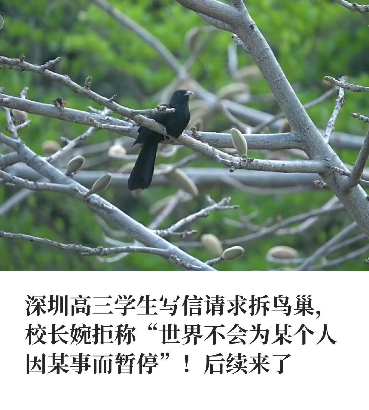 深圳高三学生写信请求拆鸟巢，校长婉拒称“世界不会为某个人因某事而暂停”！后续来了