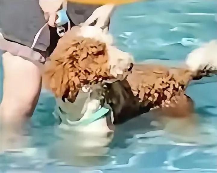 刚看到两桩大事，看得人心里痛快极了！一边是三亚那位“狗比人干净”的女士，终