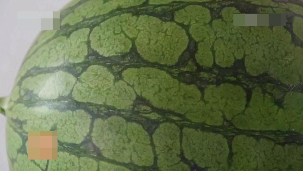西瓜种植技术全过程的视频 4022013785255317701.jpg?id=0