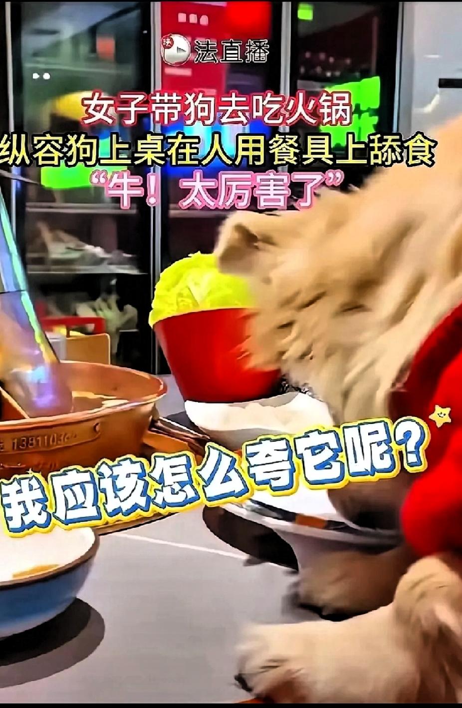 该！那位纵容狗狗上桌舔食的女子该睡不着了！后续赔偿来了，店家要求赔偿所有损失一