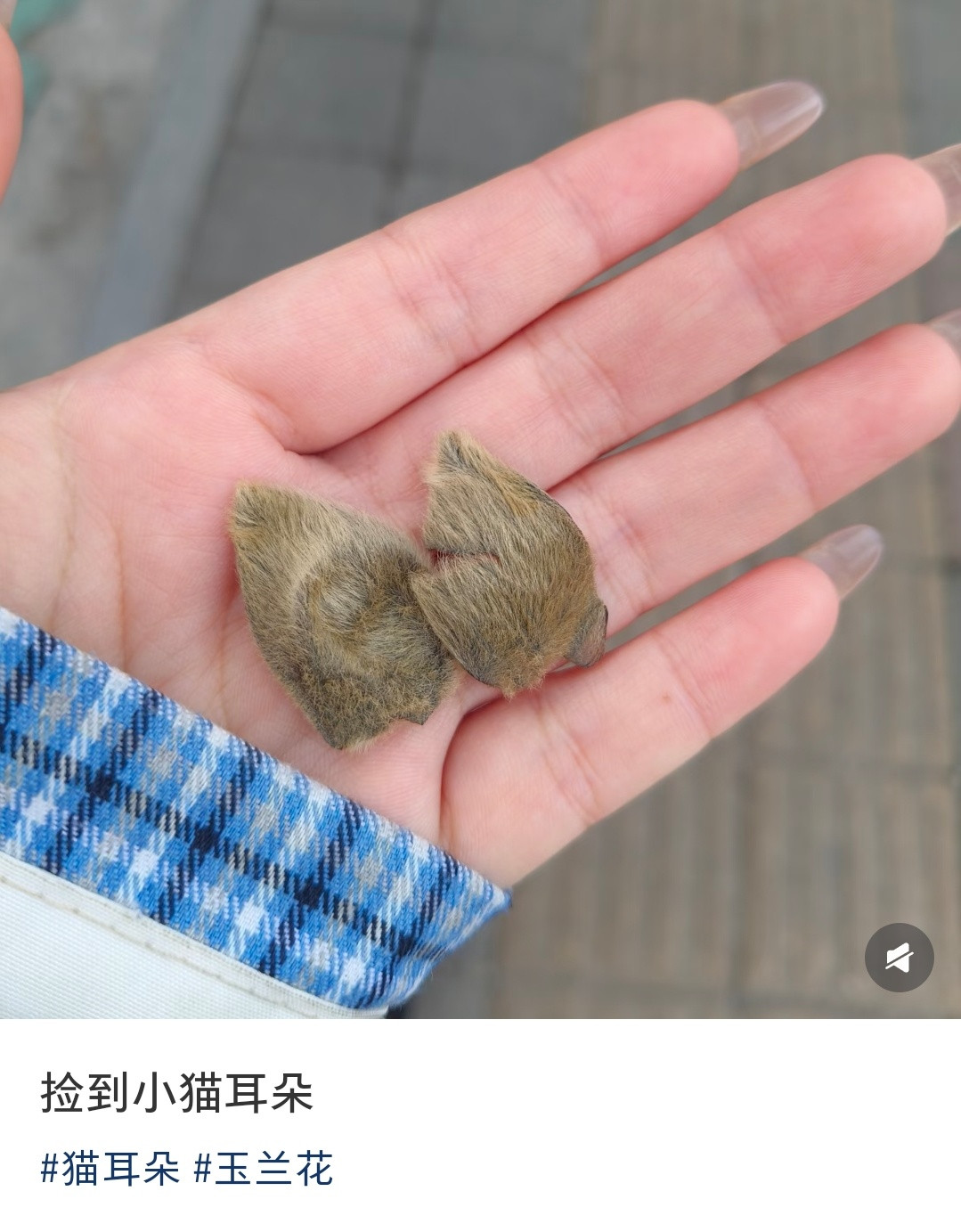 玉兰花真的好像猫耳朵