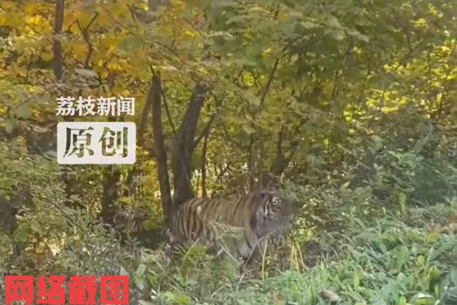 吉林延边有男子在野外开车。在行驶的途中突然又遇到一只野生东北虎，出现他眼前不