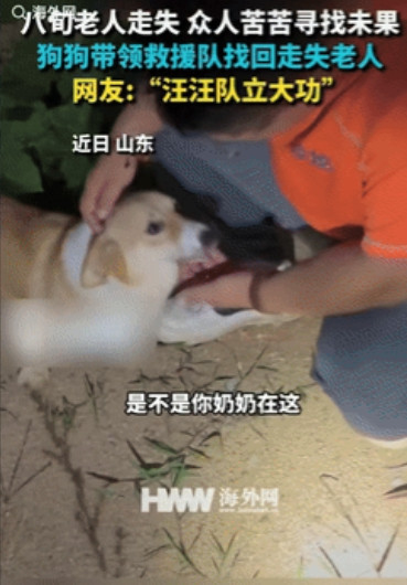“狗立大功了！”山东龙口，一8旬老太走丢后，家人找了救援队帮忙寻找，但始终没有结