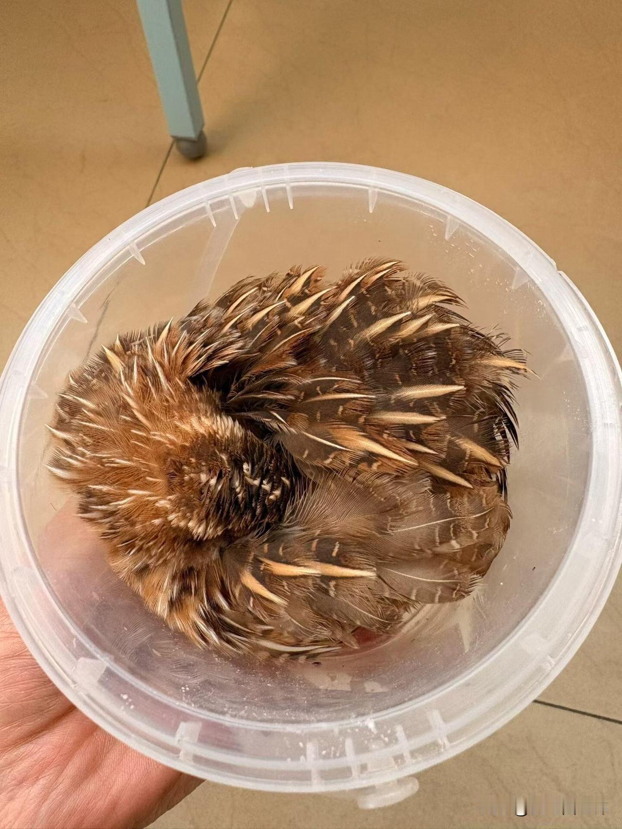 老公说你以为你能养活它吗昨天朋友约着一起去一个农场说可以捡鸡蛋捉鸡，我不太想去