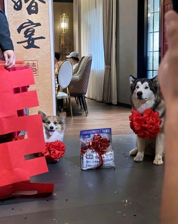 小狗自带嫁妆宠物卖萌中心​​​