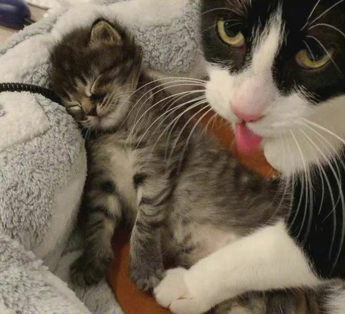 哈哈哈，太可爱了！！