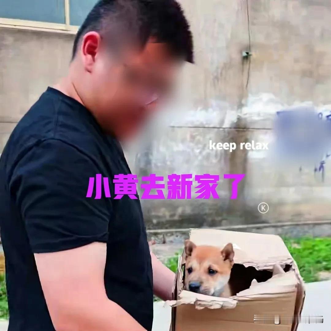 现在中华田园犬的日子，也是渐渐地起来了。它们不仅坐上了奔驰宝马，住上了豪华别墅，