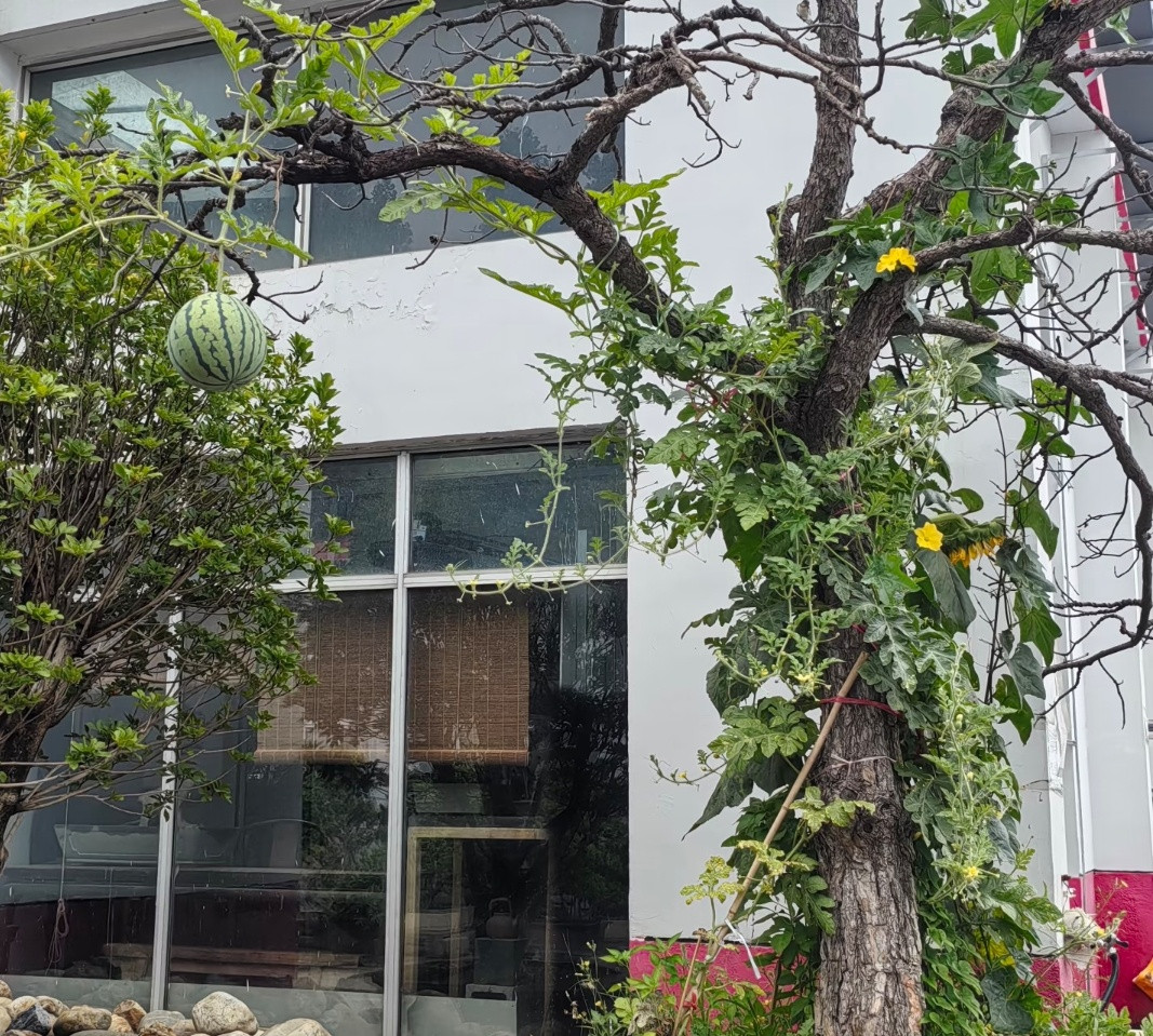 西瓜也可以长在树上吗