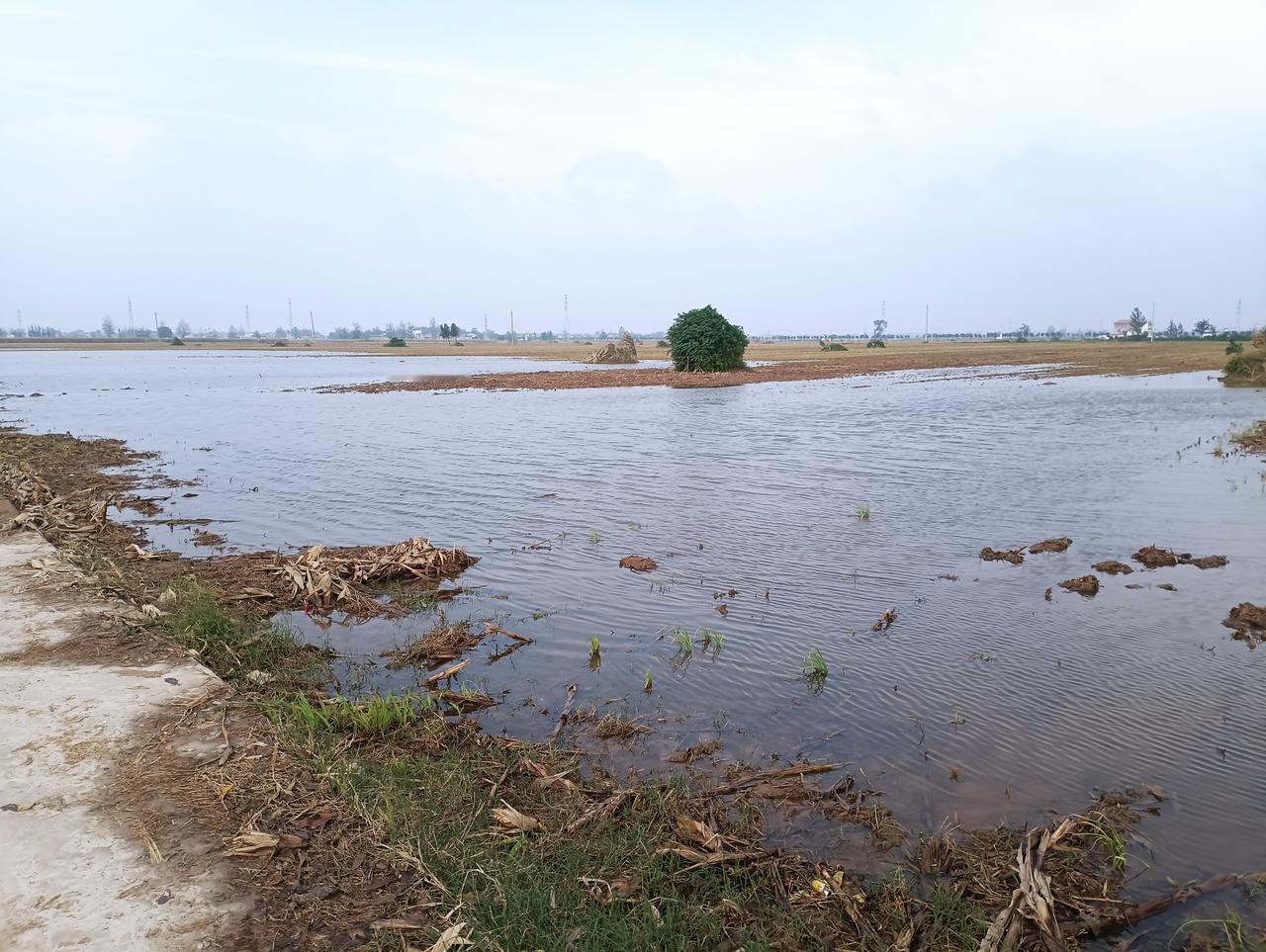 又是一场大雨，河南豫东的玉米地里，本来就存水不少，这场大雨，更是雪上加霜。小麦播
