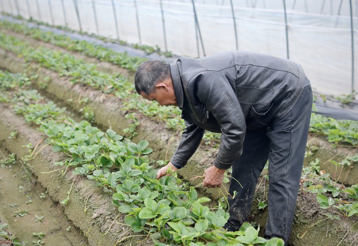 村里来了年轻人, 把草莓种在空中