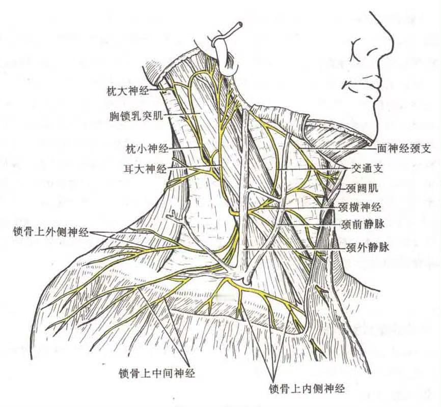 千万不要随便按摩肩颈看看这张图，肩颈部位这么多神经、静脉和血管，一个不小心就会