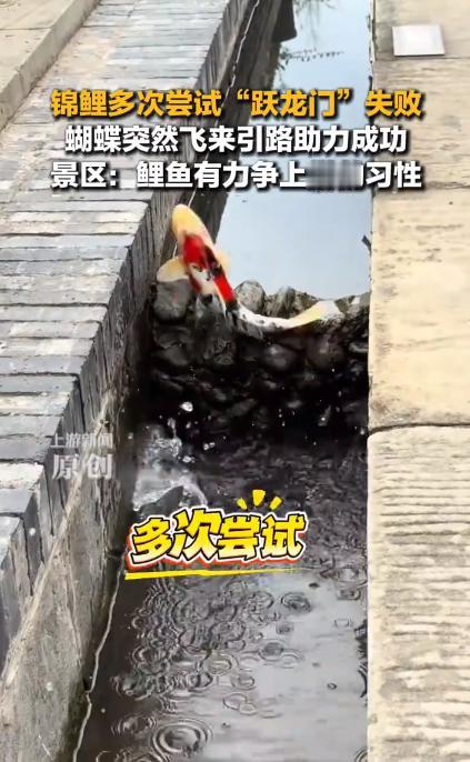 “太神奇了。”近日，四川宜宾，一女子在逛公园时突然听见水中有声响，好奇地走过去一
