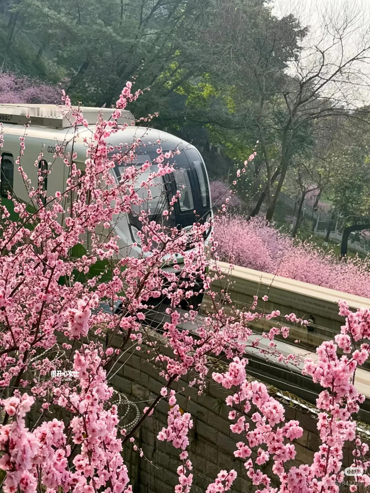 下次去重庆要选个春天！！春日列车太美了！！！这个季节的重庆实在太美啦！！鲜花