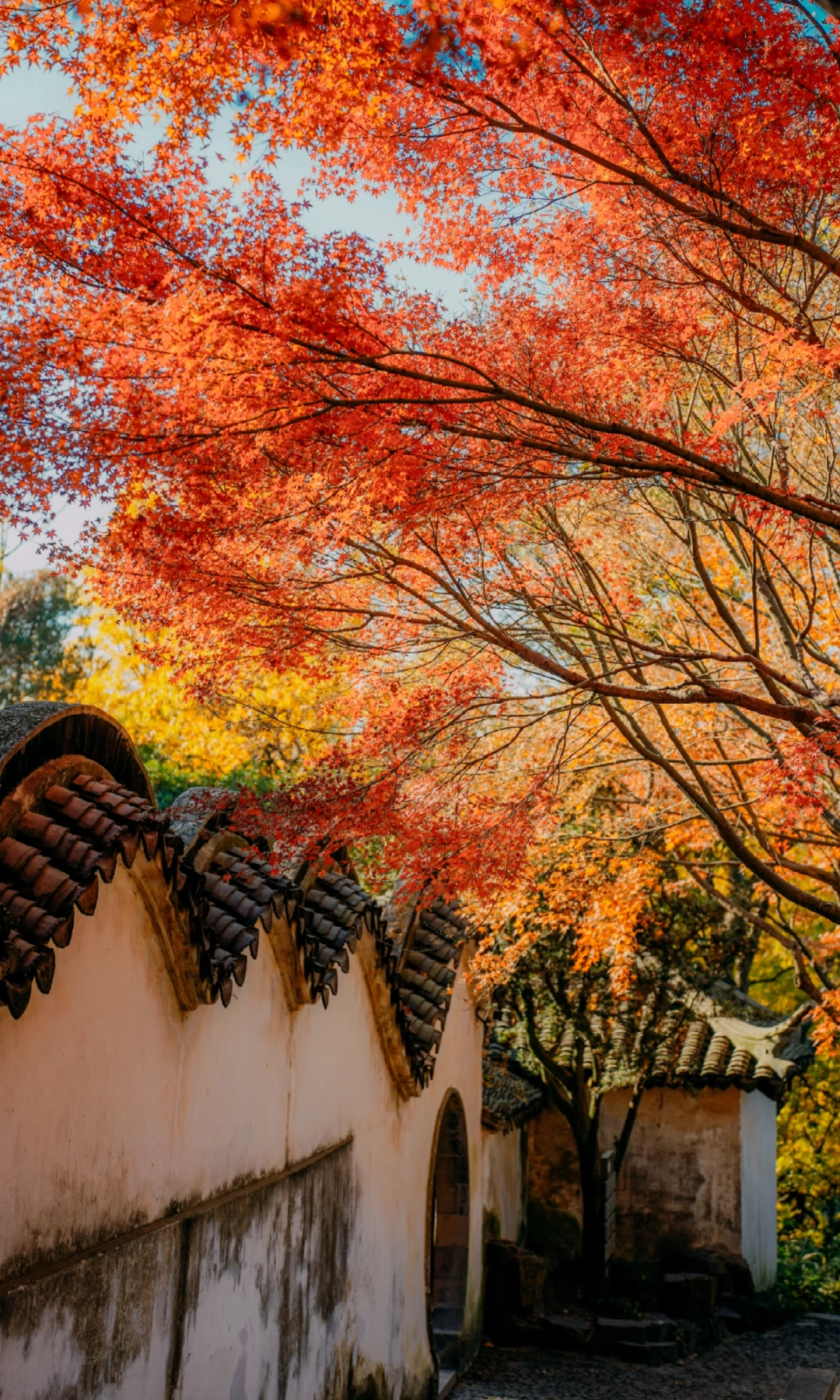 开始期待虎丘山封神枫叶秋色🍁🍁🍁