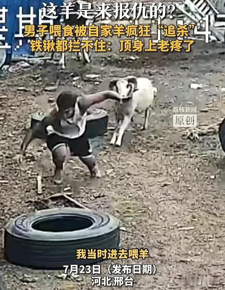 太倒霉了！7月23日，河北邢台一名男子在家里喂羊时，突然被羊攻击，于是他拿起铁锹