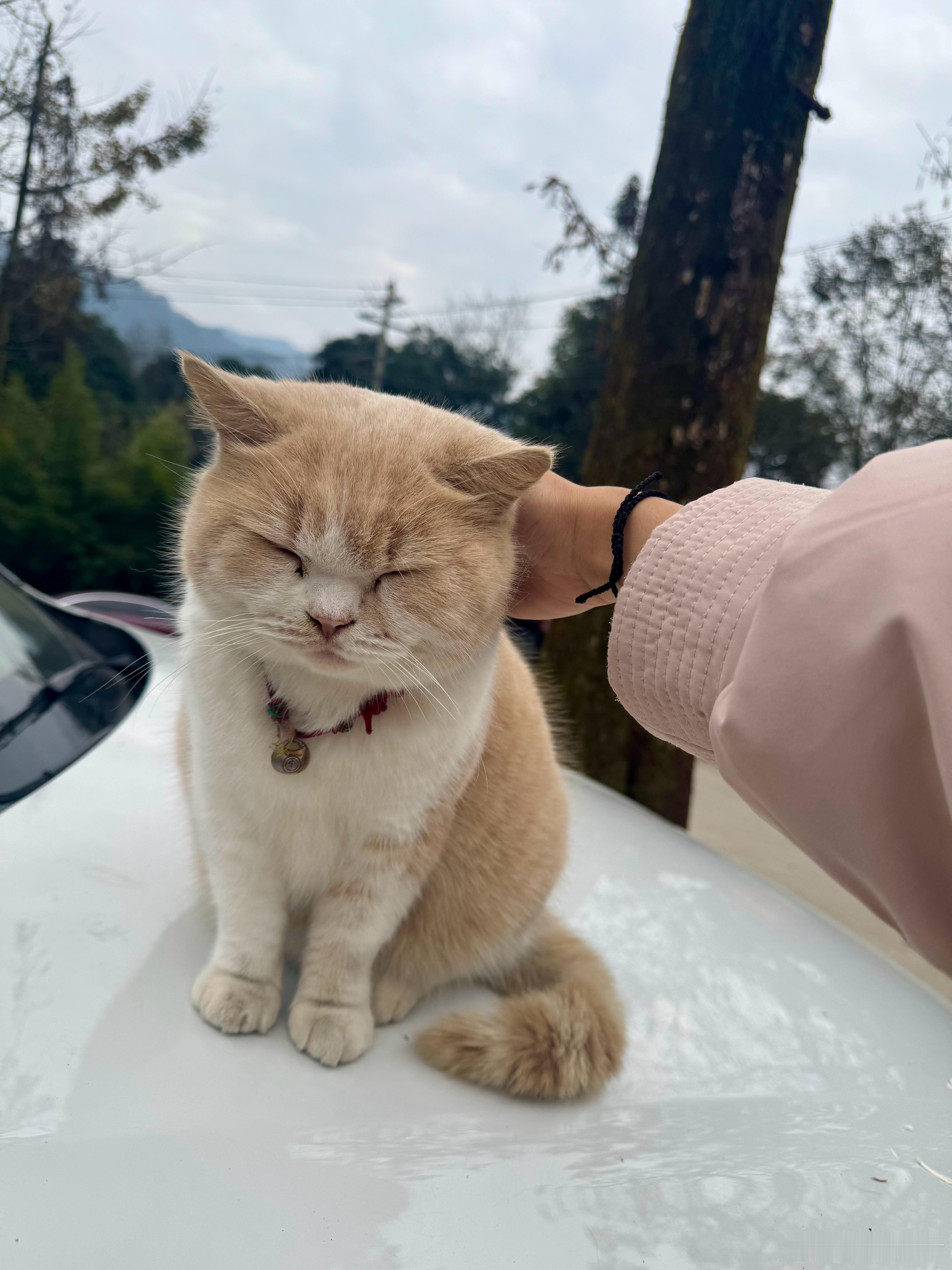 都江堰猫猫庙真的好多猫咪，各个品种都有，都是被人遗弃后被送到这里的，喜欢猫猫的朋