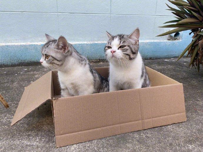 人类你走吧，盒子被我们征用了