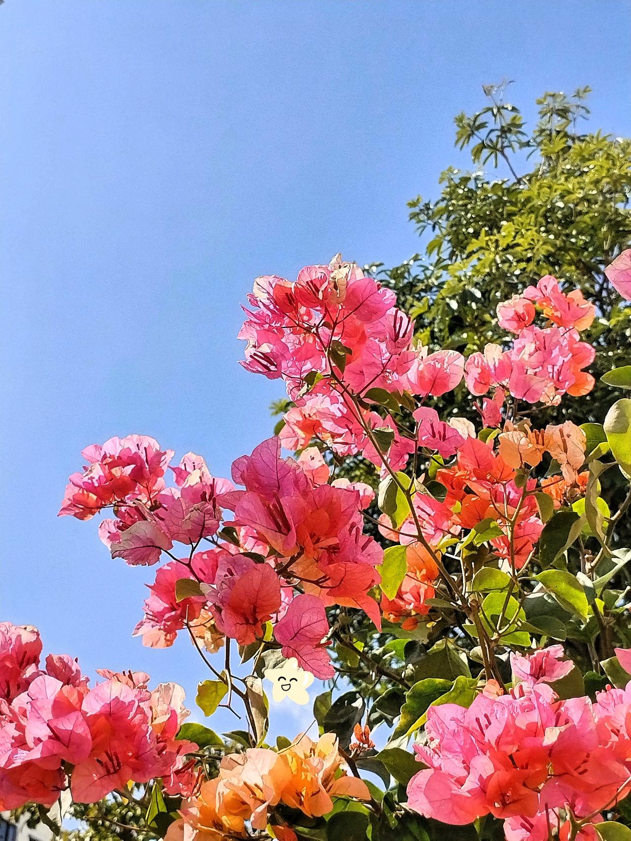 在阳光的映照下，三角梅绽放出绚丽色彩，美得让人窒息！踏入这片粉色花海，三角梅层层