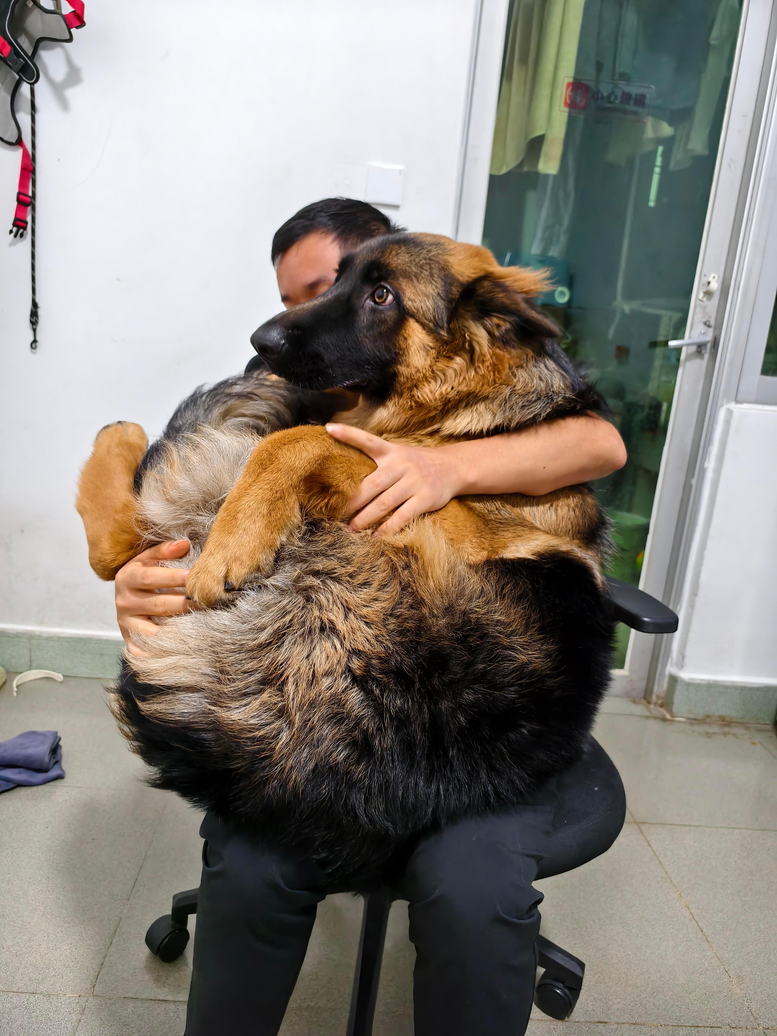 狗，你是怎么评上烈性犬的​​​