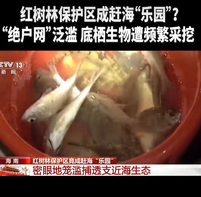 海南红树林保护区内大量违规商业赶海和违法地笼捕捞？央视曝光不到两小时，三亚启动整
