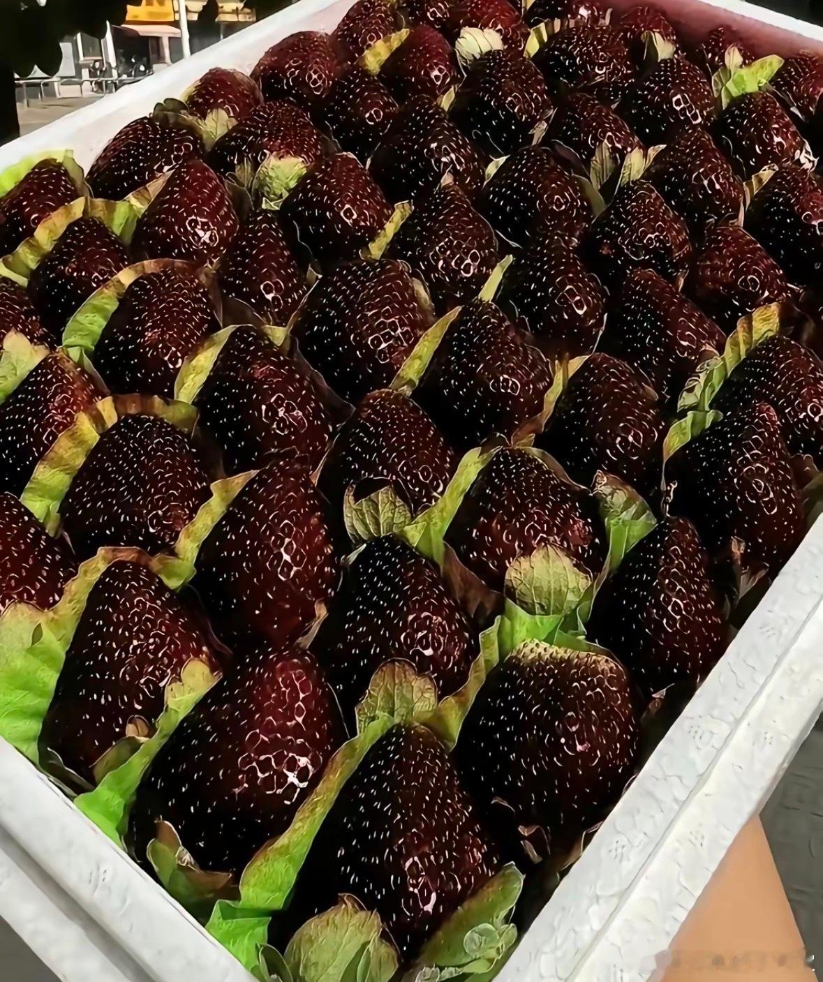 桑葚出了轨，还是草莓劈了腿，一个草莓居然有这么多品种，他们之间的区别有菠萝和凤梨