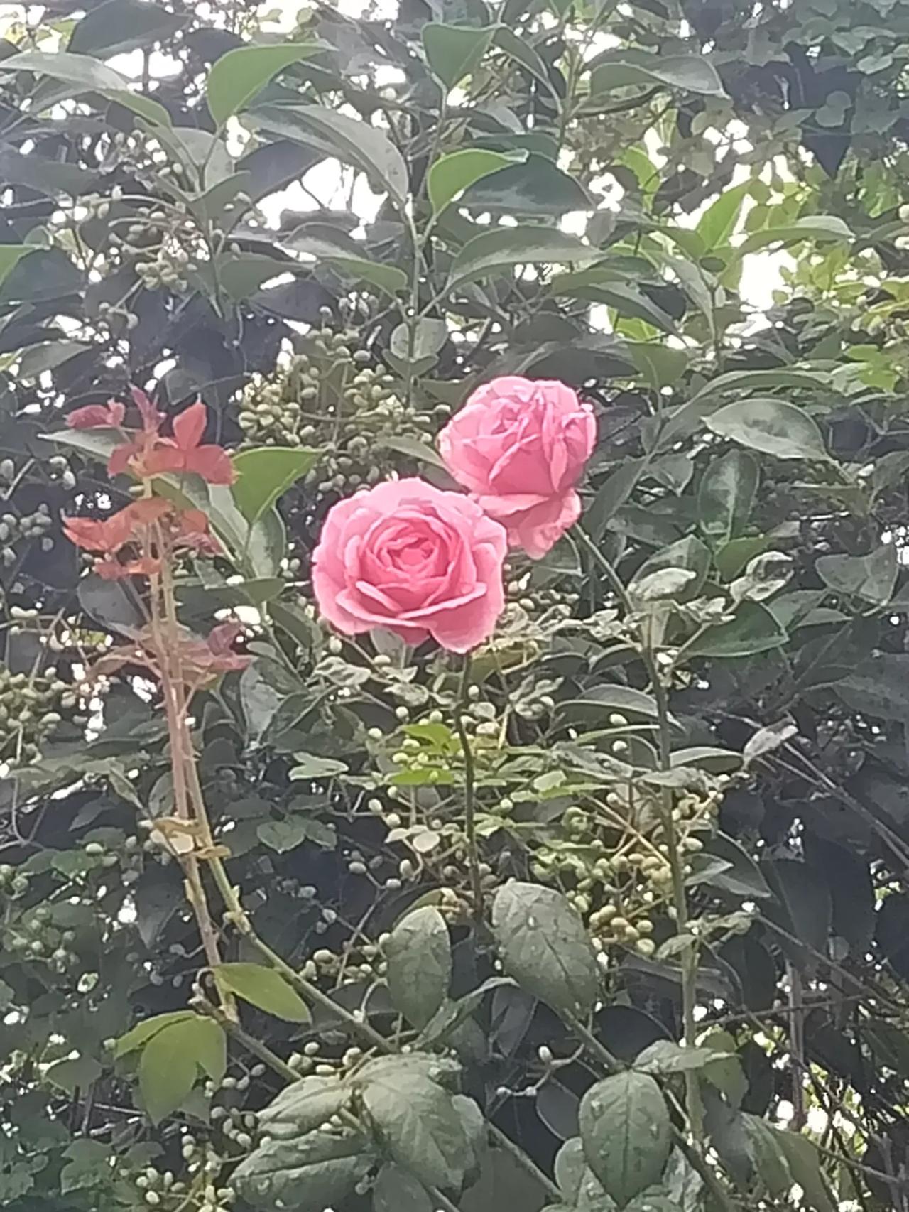月季开花四季香捡的月季茎插在花池子里这么多年越长越大超过冬青树🌲了