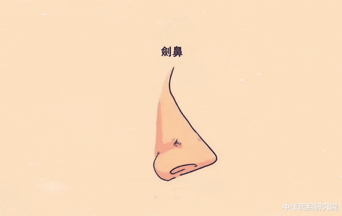 3,剑鼻剑鼻也称剑脊鼻,这种鼻相的重要特征便是整个鼻形看上去如剑背