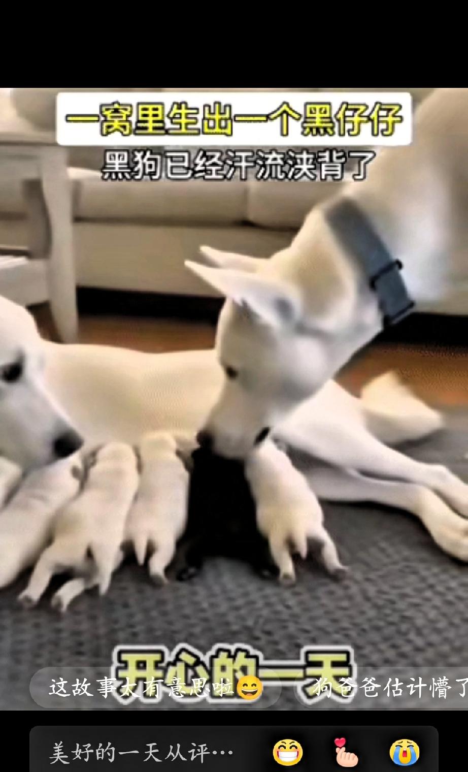 这是全网最无法释怀的狗爸爸，因为它的老婆给它生了一窝可爱的狗宝宝，唯独其中一只通