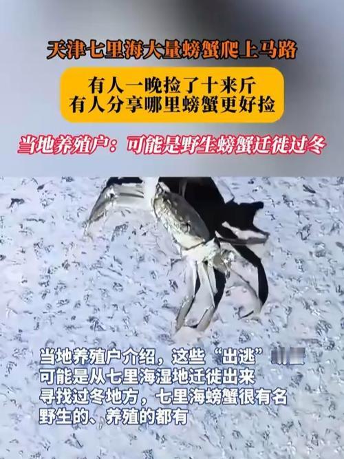 天津七里海湿地公园附近最近火出圈了——夜里好多螃蟹自己爬上路，直接引来了一波“捡