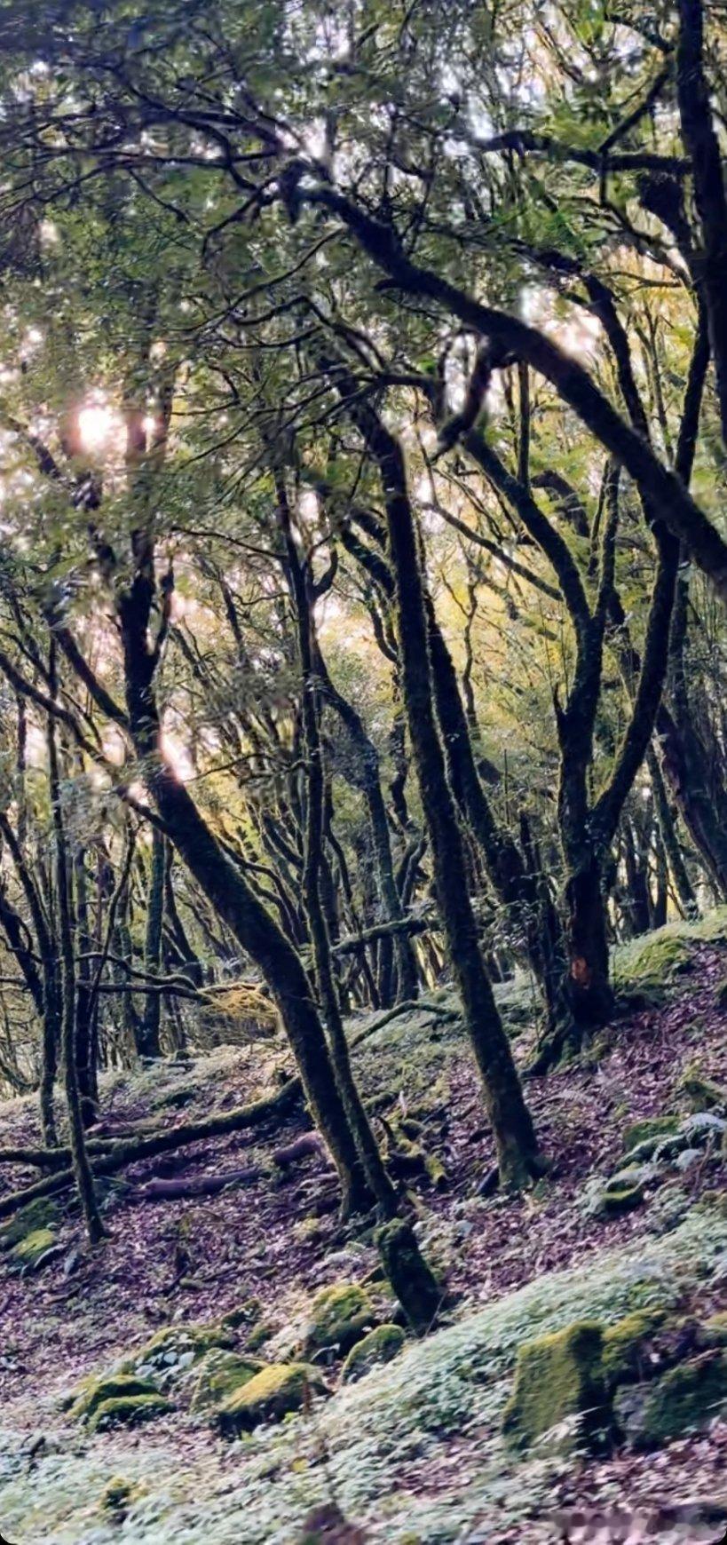 生活手记读书陆游的诗词选（二三二）书愤五首·其二白发萧萧卧泽中，秪凭天地鉴孤忠。
